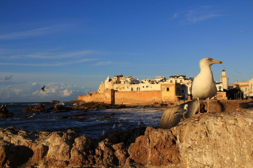 Balade guidée à travers Essaouira Maroc