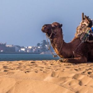 Escapade viviante sur la côte Atlantique Maroc